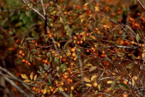 Redleaf Rose fruit (rose hips)