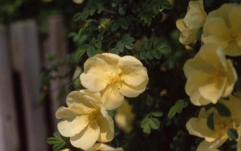 Father Hugo Rose flowers