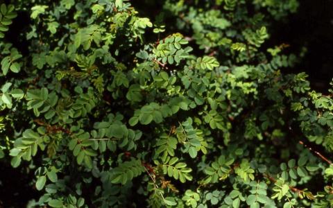 Father Hugo Rose leaves