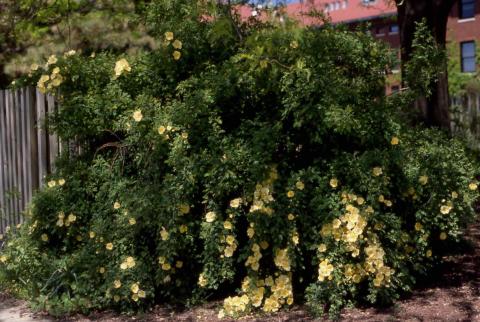 Father Hugo Rose form