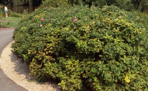 Rugosa Rose form