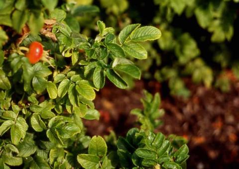 Rugosa Rose fruit (rose hips)
