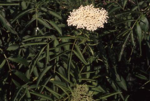 American Elderberry flower