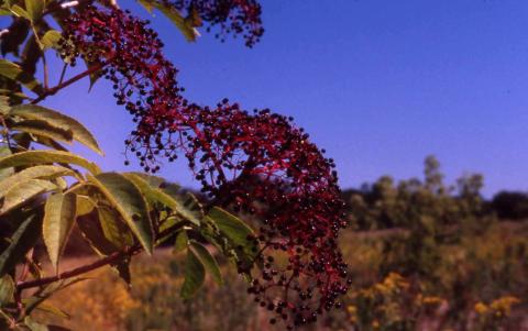 American Elderberry fruit