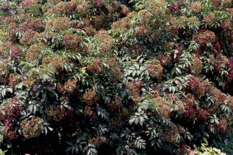 American Elderberry form in fruit