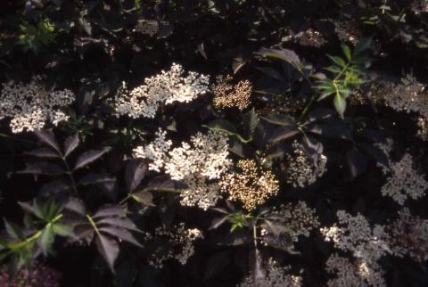 European Elderberry, flowers of the cultivar ‘Guincho’s Pride’
