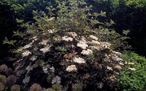 European Elderberry, form of the cultivar ‘Guincho’s Pride’
