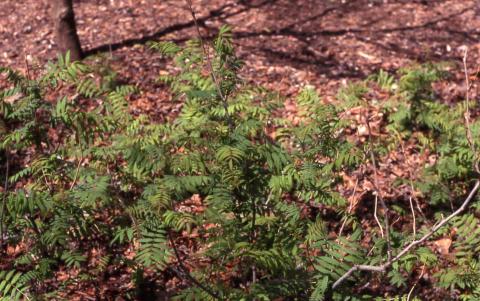 Ural Falsespirea leaves