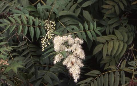Ural Falsespirea flowers