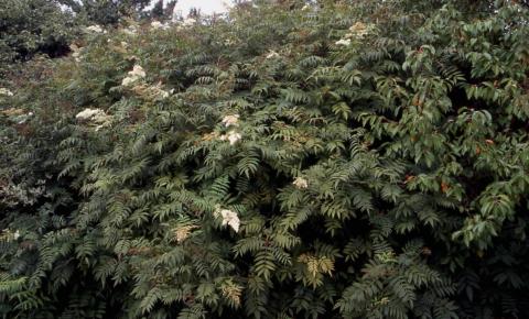 Ural Falsespirea form