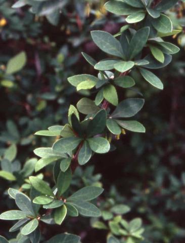 Mentor Barberry leaves