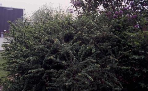 Mentor Barberry form