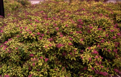 Bumald Spirea form