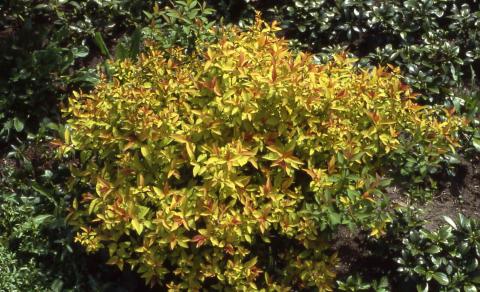 Bumald Spirea cultivar ‘Goldflame’