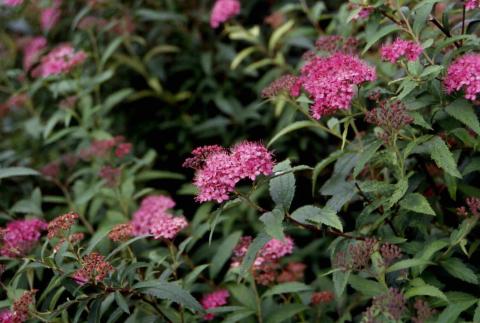 Japanese Spirea, flowers of the cultivar ‘Neon Flash’
