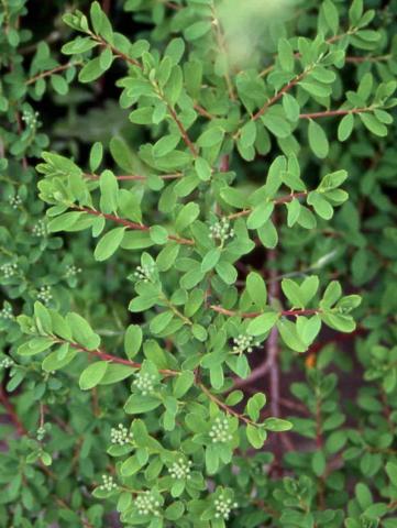 Snowmound Nippon Spirea leaves