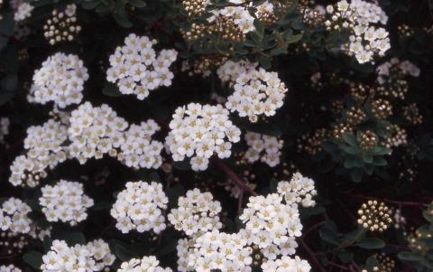 Snowmound Nippon Spirea flowers
