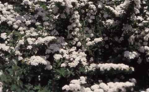 Snowmound Nippon Spirea flowers