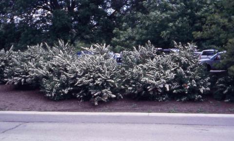 Snowmound Nippon Spirea form in flower