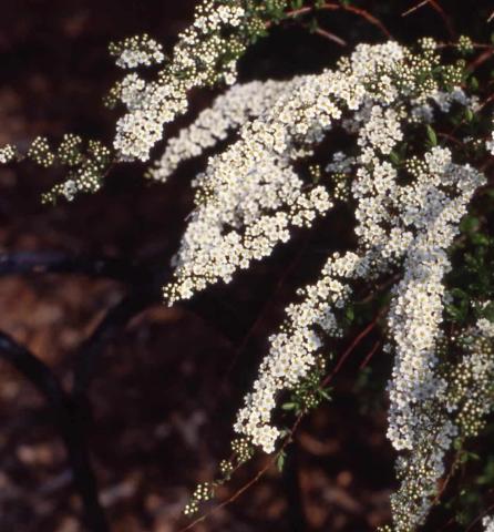 Thunberg Spirea flowers