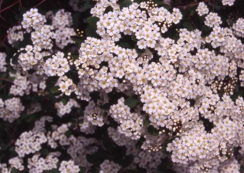 Vanhoutte Spirea flowers