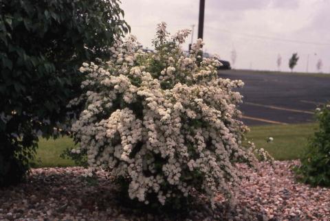 Vanhoutte Spirea form
