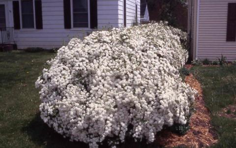 Vanhoutte Spirea hedge