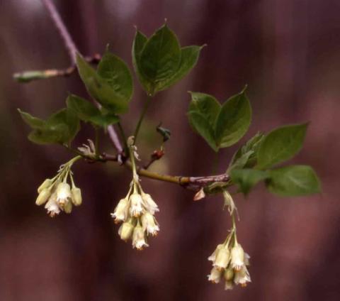 American Bladdernut flowers