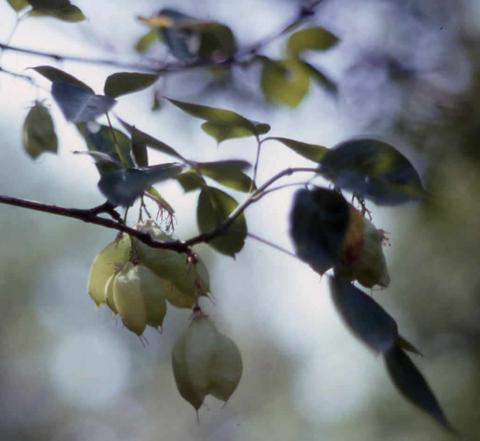 American Bladdernut fruit