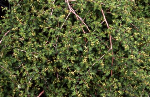 Cutleaf Staphanandra, leaves of the cultivar ‘Crispa’
