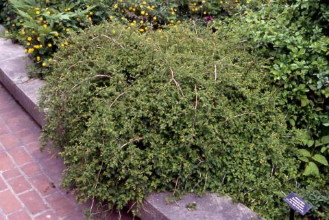 Cutleaf Staphanandra, form of the cultivar ‘Crispa’
