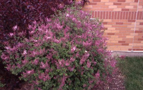 Meyer Lilac in flower