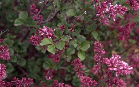 Meyer Lilac flowers and leaves