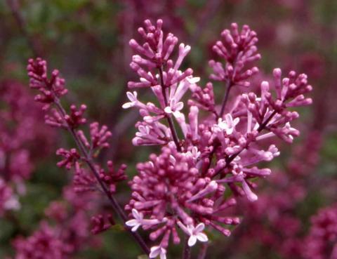 Meyer Lilac flowers