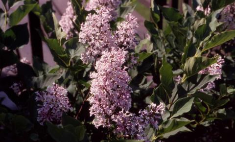 Korean Lilac, flowers of the cultivar ‘Miss Kim’

