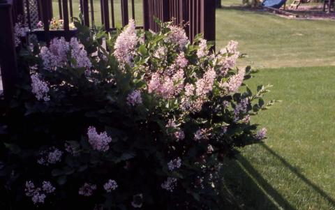 Korean Lilac, form of the cultivar ‘Miss Kim’
