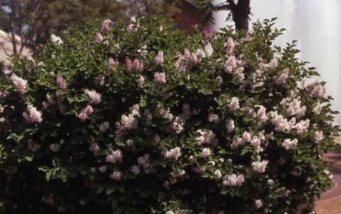 Korean Lilac, form of the cultivar ‘Miss Kim’
