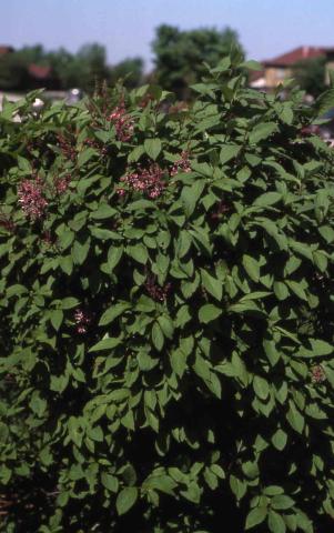 Late Lilac form