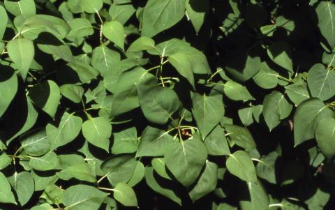 Common Lilac leaves