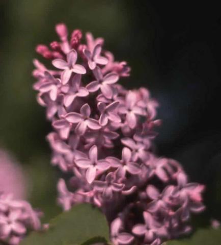 Common Lilac flower