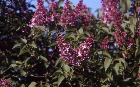 Common Lilac flowers