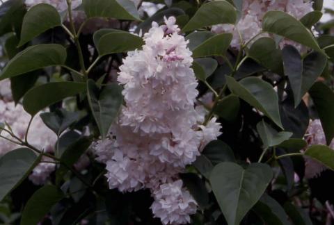 Common Lilac, flowers of the cultivar ‘Beauty of Moscow’ 