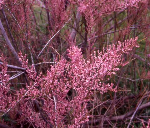 Five Stamen Tamarisk flowers