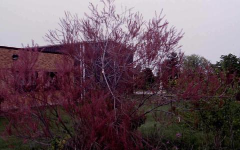 Five Stamen Tamarisk form