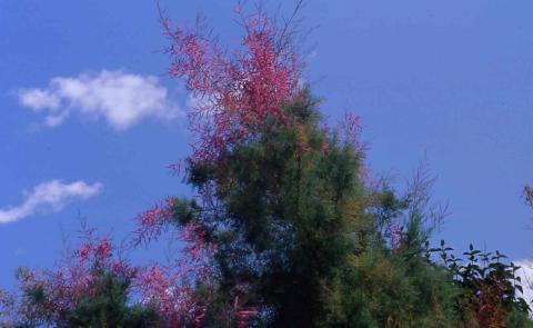 Five Stamen Tamarisk form flowers of the cultivar ‘Summer Glow'