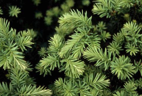 Anglojap Yew, needles of the cultivar ‘Fairview’
