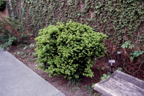 Anglojap Yew, form of the cultivar ‘Fairview’
