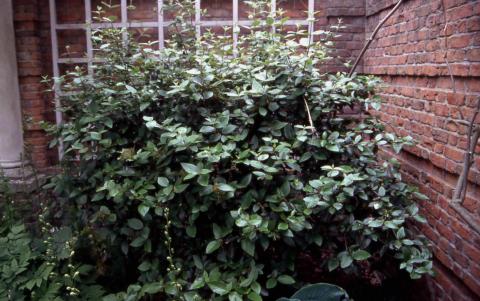 Burkwood viburnum form