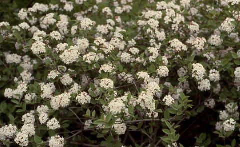 Koreanspice Viburnum flowers