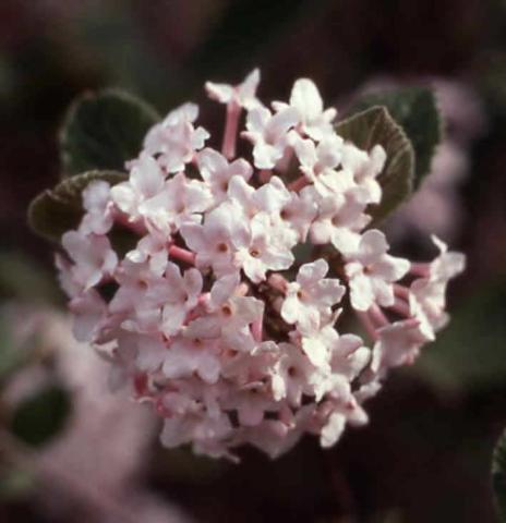 Koreanspice Viburnum flowers